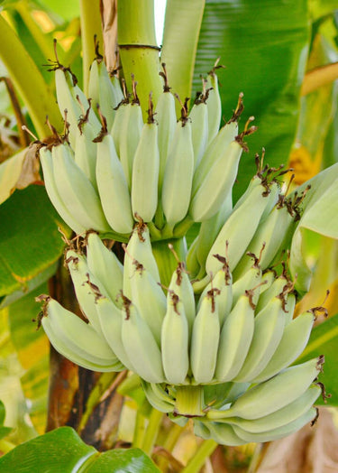 Kokopo, Patupi Dwarf Banana Plant